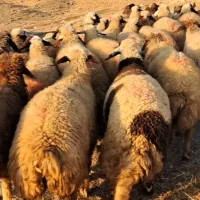 ۳۰راس گوسفند جوان اکثرا شک زوله گلچین مالچه|حیوانات مزرعه|هلیلان, |دیوار