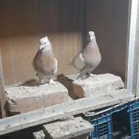 یه جفت تهرانی|پرنده|دماوند, دماوند|دیوار