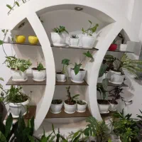 بوفه و ویترین