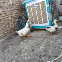 اردک و غاز|حیوانات مزرعه|قرچک, مهدیه|دیوار