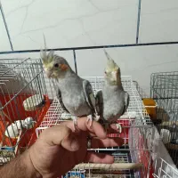 فروش فوری عروس هلندی دستی یک جفت