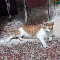 واگذاری گربه شناسنامه داره واکسن خورده رایگان رایگ|گربه|تهران, گلستان (شهرک راه آهن)|دیوار