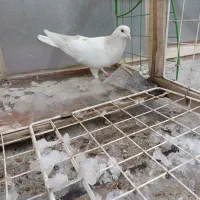 کبوتر پرشی|پرنده|خرمدشت, |دیوار