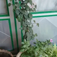 فروش گلهای آپارتمان|گل و گیاه طبیعی|عجب شیر, |دیوار