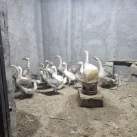 فروش قو قاز آفریقایی و لیندا مولد و نیمچه