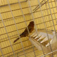 قناری ماد|پرنده|صدرا-فارس, فاز ۱|دیوار