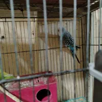 مرغ عشق|پرنده|شهرضا, |دیوار