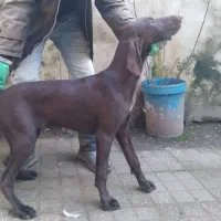 توله آلمانی ۴ماهه اصیل|سگ|صومعهسرا, |دیوار