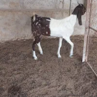 تیشتر بز پاکستانی شکم اول ابستن نزدیک