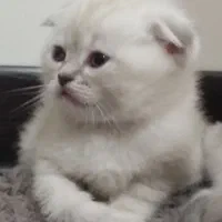 گربه اسکاتیش فولد ماده