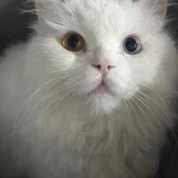 گربه پرشین چشم هیتروکروما|گربه|کرمان, |دیوار