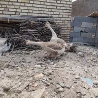 قو غاز