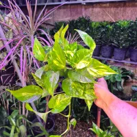 پتوس ۱۳۰ هزار / اهواز|گل و گیاه طبیعی|اهواز, پادادشهر|دیوار