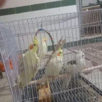 پرنده و قفس و جوجه