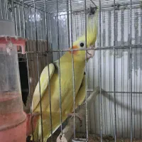 تعدادی عروس هلندی لوتینو وآلبینو|پرنده|بندر انزلی, معلم|دیوار