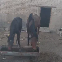 فروش اسب و کره به شرط سواری