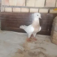 کفتر