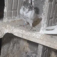 کبوتر گمشده|حیوانات|کرمانشاه, |دیوار