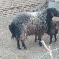 فروش قوچ|حیوانات مزرعه|شال, |دیوار