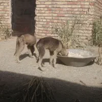 توله تازی سالوکی