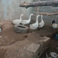 چهارعدد قوغاز بزرگ نزدیک تخم قیمت مناسب|حیوانات مزرعه|خان ببین, |دیوار