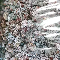 مویز درجه1 صادراتی را مستقیم از باغ دار بخر|خوردنی و آشامیدنی|شیراز, معالی‌آباد|دیوار