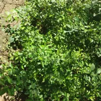 لیمو ترش دزفول پنج ساله