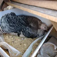 بوقلمون کرک  کرچ