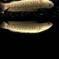 ماهی چانا اسیاتیک