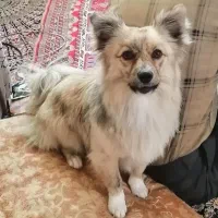 گم شده|سگ|فردوس (خراسان), |دیوار