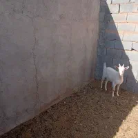 بز وکره|حیوانات مزرعه|مهریز, |دیوار