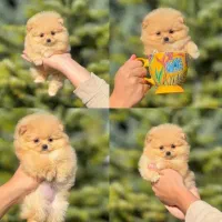 کوچولوهای پشمالو خوشگل روباهی