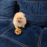 توله پامر ماده موجود