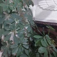 گلدان وگل طبیعی|گل و گیاه طبیعی|شیراز, نصر|دیوار