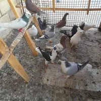 ۲۲۵|پرنده|تاکستان, |دیوار