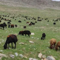 میش|حیوانات مزرعه|کنگاور, |دیوار