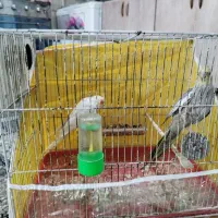 عروس هلندی مرغ عشق فنچ|پرنده|مشهد, همت آباد|دیوار