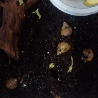 حلزون آچاتینا 3ماه 4سانت|خزنده|مشهد, اقبال|دیوار