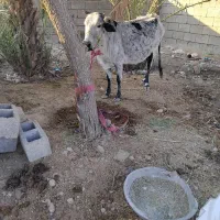 گاو فروشی|حیوانات مزرعه|بندرعباس, |دیوار