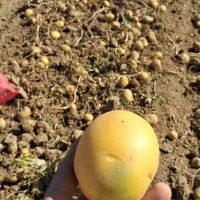 سیب زمینی سایز پرتقالی