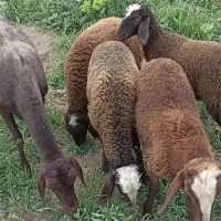 اصلاح نژادومشاوره در تمام امور دام سبک همو وهترو
