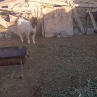 یک راس بزغاله شاخ راست