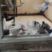 کفتر|پرنده|رودهن, |دیوار