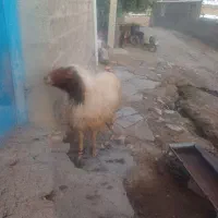 ورن اصیل سنجابی|حیوانات مزرعه|اسلام‌‌آباد غرب, |دیوار