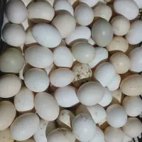 تخم مرغ|خوردنی و آشامیدنی|کارون, |دیوار