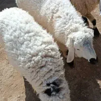 2 بره نره خونه ای|حیوانات مزرعه|زهک, |دیوار