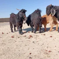 تعداد چهارتا تروشت فروشی بصورت تکی و یک جاه|حیوانات مزرعه|سیب و سوران, |دیوار