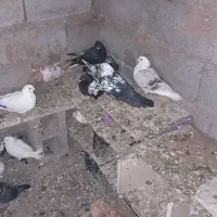 کفتر تهرانی ساعتی