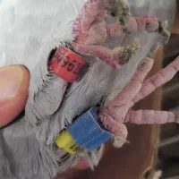 کبوتر پلاکی گرفتنی