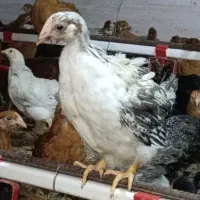 فروش استثنائی جوجه جهادی ۴۲ روزه نژاد تخمگذار